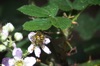 Oh Bee-have. Minibeasts are out